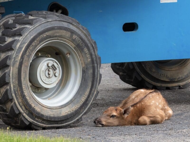 Elk calf in Yellowstone National Park.